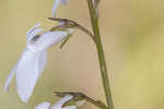 White lobelia